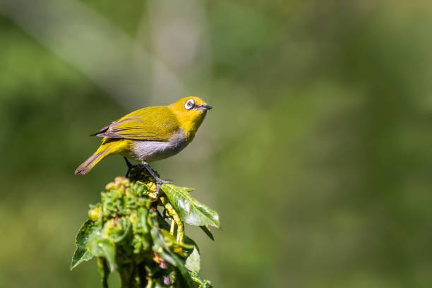 istock Oriental White-eye or Indian white-eye (Zosterops palpebrosus) 1290759895