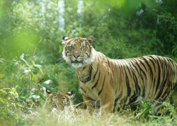 istock Tiger couple in the jungle 1290760498