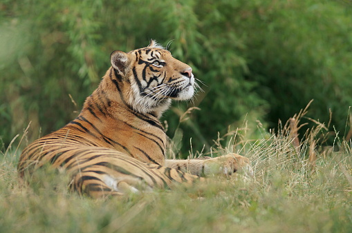 siberian tiger lying on grass raising its head and relaxing, zoo visit