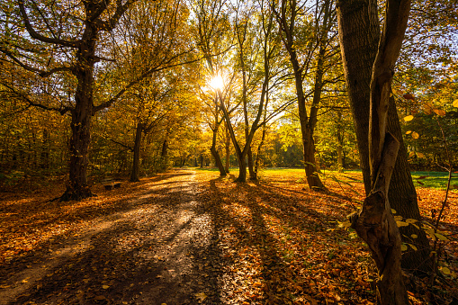 People cycle and walk through the Leipzig Auwald (alluvial forest) in Fall with the sun seen between the trees