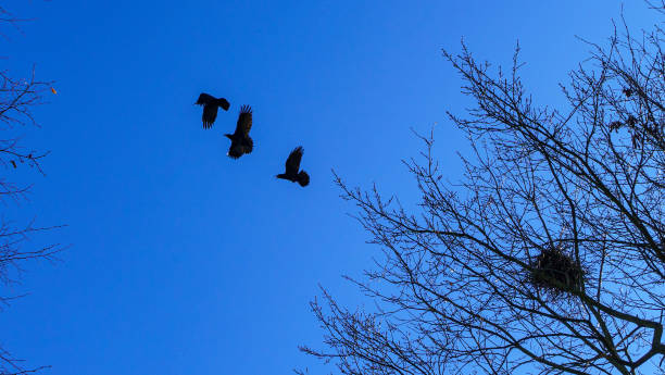 istock Bare tree branches and a large group of birds, flying against blue sky. Flying bird silhouettes. Space for text. 1290764254