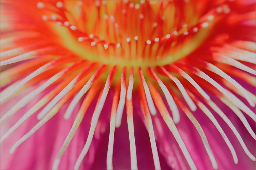 Passion Flower (Passiflora)