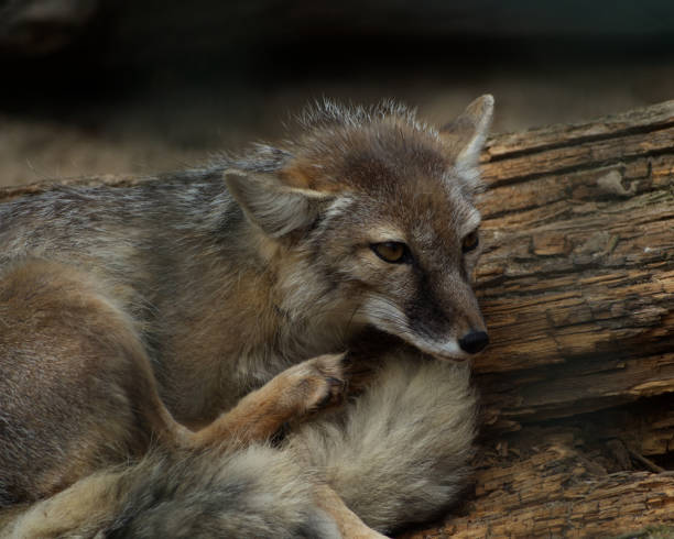 istock Polar Fox relaxing at zoo in summer at day 1290766189