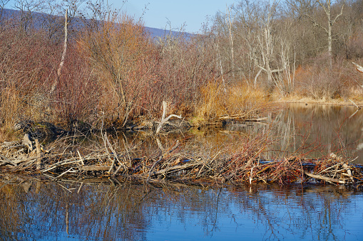 Beaver lodge in North Surrey, British Columbia. Spring afternoon in Metro Vancouver.