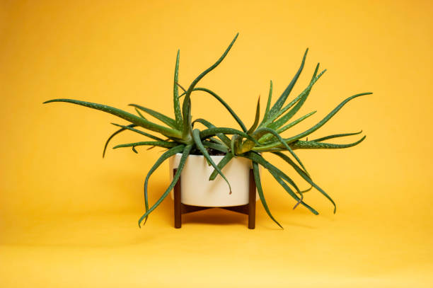 istock Aloe vera  plants on yellow field 1290767941
