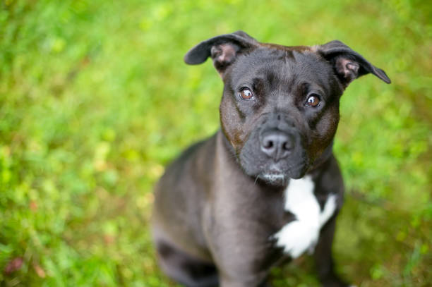 istock A cute Pit Bull Terrier mixed breed puppy looking up 1290768056