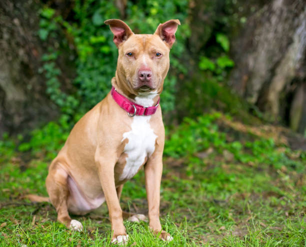 istock A Pit Bull Terrier mixed breed dog wearing a red collar 1290768070