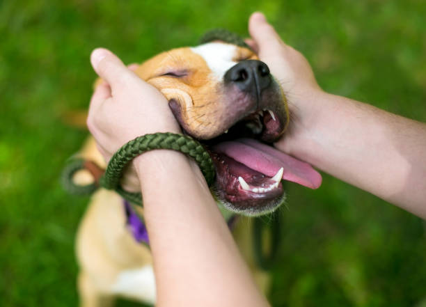 A person petting a happy Pit Bull Terrier mixed breed dog stock photo