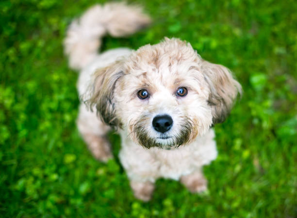 istock A small Poodle mixed breed dog sitting outdoors 1290768095