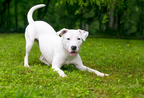 A playful white Retriever x Terrier mixed breed dog in a play bow position