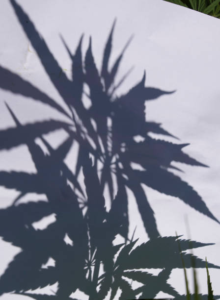 istock Shadow, of hemp plant on white background 1290769068