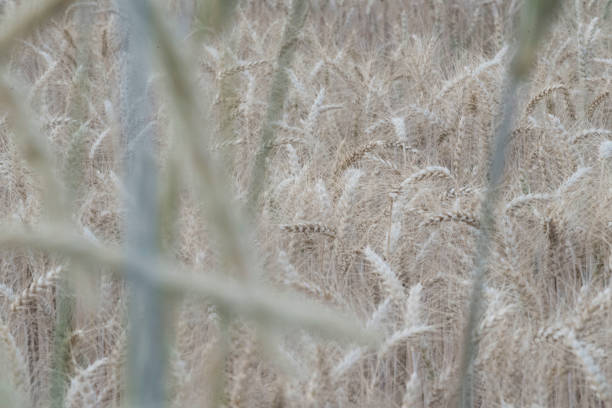 istock a wheat field in agriculture 1290769070