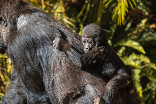 baby gorilla and female mother gorilla walking around and playing