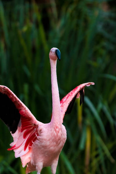 side view of a pink flamingo - american flamingo imagens e fotografias de stock