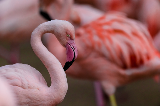 Side view of a pink flamingo