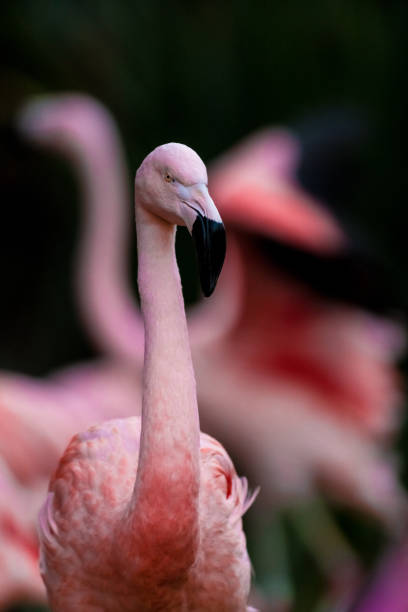 side view of a pink flamingo - american flamingo imagens e fotografias de stock