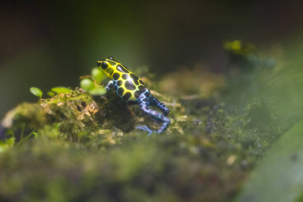 Different colors of the Amazon dart frog / Ranitomeya ventrimaculata