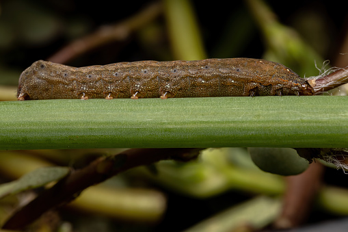 Caterpillar of the genus Spodoptera eating a Chives leaf of the species Allium schoenoprasum