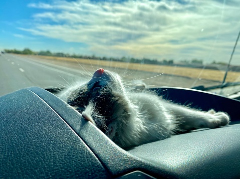 Kitten looking out windshield on van dash