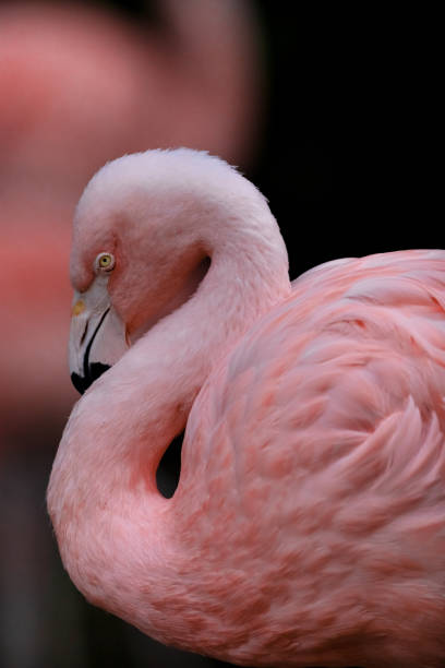 istock Side view of a pink flamingo 1290773721