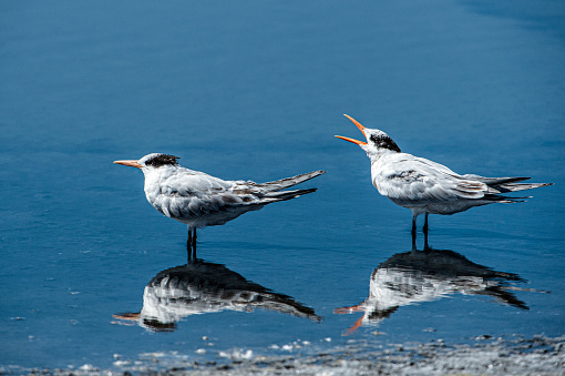 Small group of tern birds standing on the shore of the Elkhorn Slough.

Taken in Elkhorn Slough, California, United States.