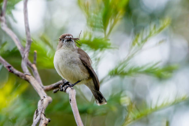 istock Southern Whiteface (Aphelocephala leucopsis) building a nest 1290776780