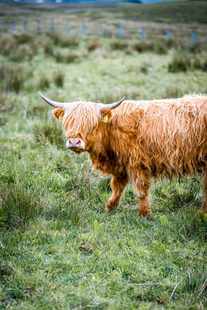istock Hairy cow of Scotland 1290777016