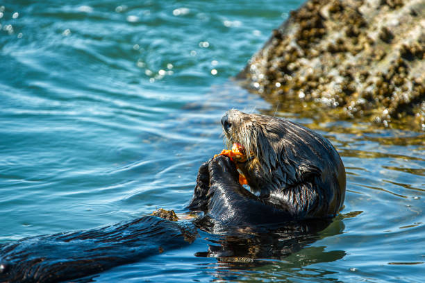 istock Close-up of Sea Otter Eating Shellfish 1290777628