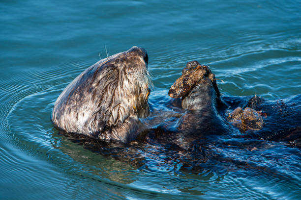 istock Close-up of Sea Otter Eating Shellfish 1290777728