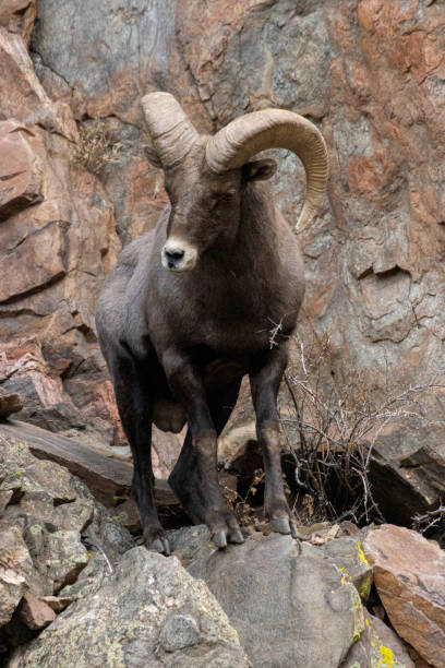 istock Bighorn Sheep Waterton 1290780048