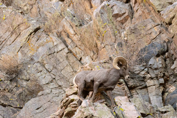 istock Bighorn Sheep Waterton 1290780109