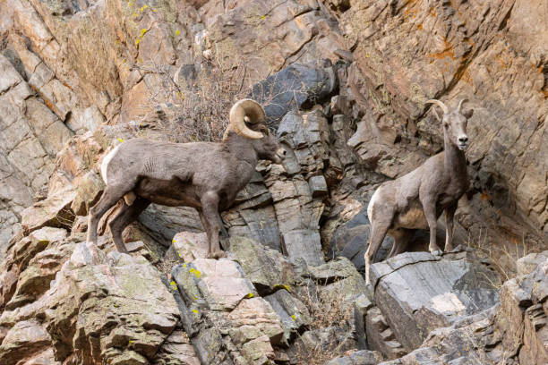 istock Bighorn Sheep Waterton 1290780206