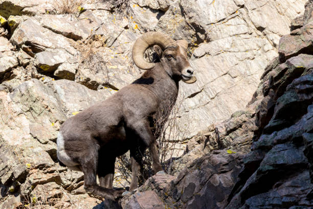 istock Bighorn Sheep Waterton 1290780273
