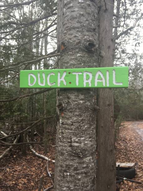 istock Duck trail sign in New Brunswick. 1290780275