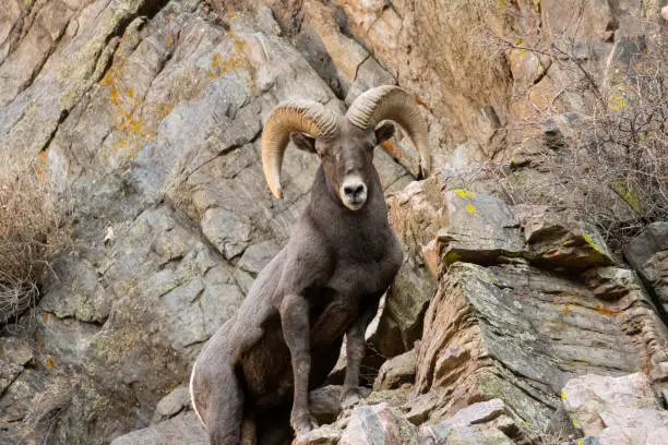 Bighorn sheep in Rut Season in Waterton Canyon Colorado