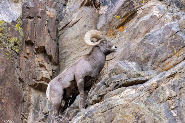 istock Bighorn Sheep Waterton 1290781718