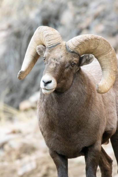 istock Bighorn Sheep Waterton 1290781825