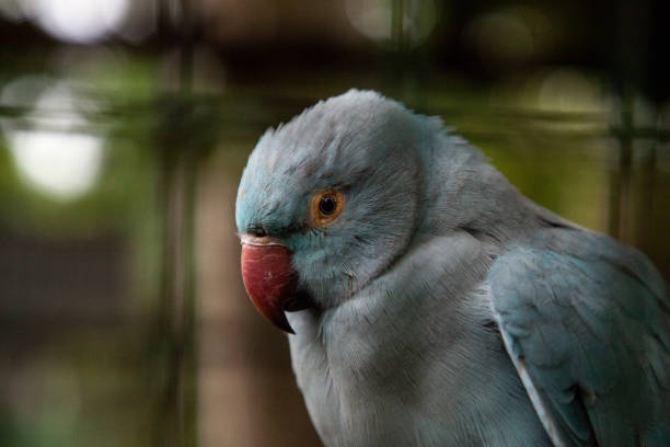 istock Blue Indian ringneck parakeet Psittacula krameri 1290781961