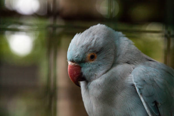 istock Blue Indian ringneck parakeet Psittacula krameri 1290781978