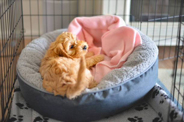 Crate training puppy Cockapoo or Spoodle puppy crate training crate stock pictures, royalty-free photos & images