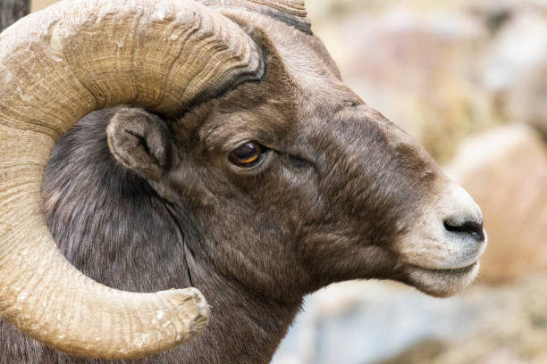 istock Bighorn Sheep Waterton 1290786258