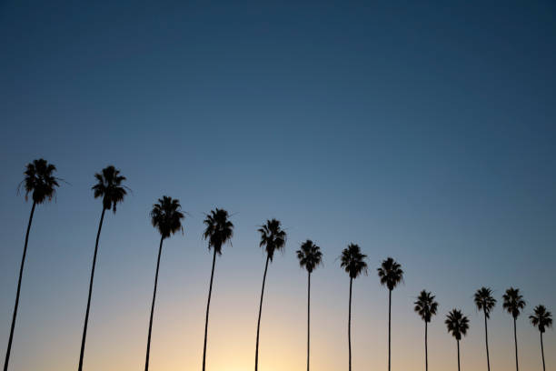 istock Backlit palm tree with sun rising in the morning 1290787223