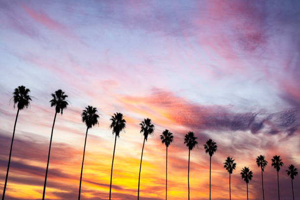 Backlit palm tree with sun rising in the morning