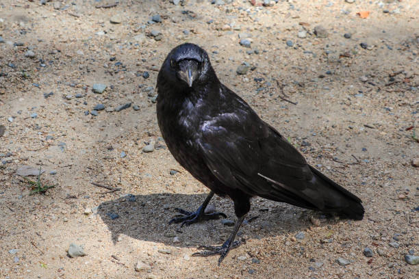 istock A black crow on the ground 1290788454