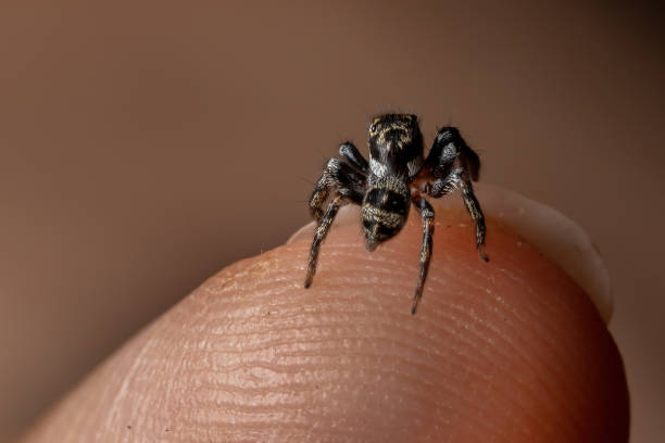 istock Adult male jumping spider 1290788502