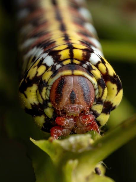 istock Catterpillar of Banded Sphinx Moth 1290788586
