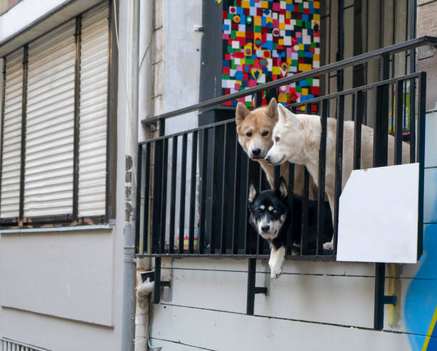 An alert snarling dog on a roof top. It is quite common for households to keep dogs on their roofs in Mexico, as a kind of security system
