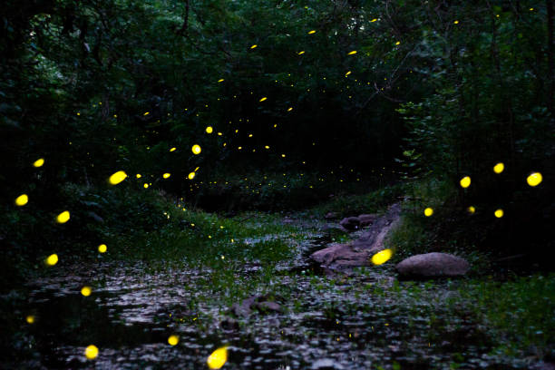 istock night landscape with fireflies in the mountain stream 1290792102
