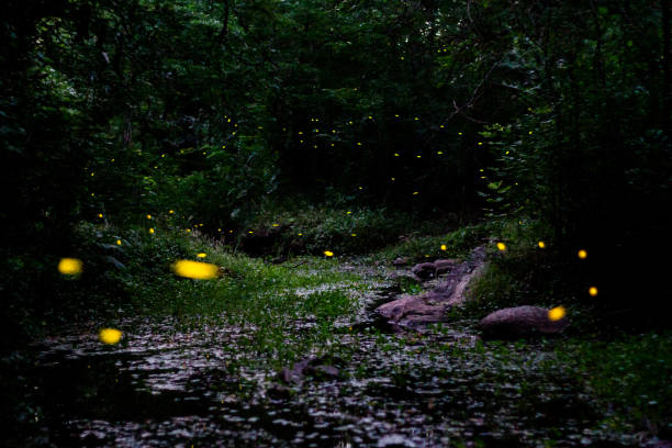 istock night landscape with fireflies in the mountain stream 1290792115