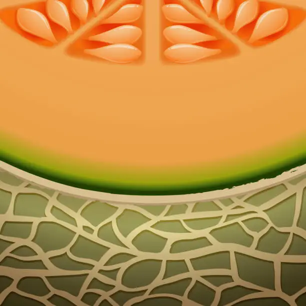 Vector illustration of cantaloupe melon half slice. skin texture.